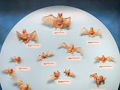 museo giacomo doria genua 7-2019 7732